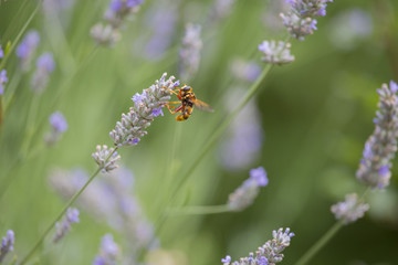 Closeup of calbrone on lavender flower