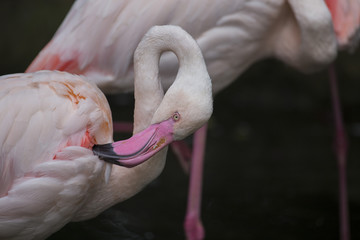 Naklejka premium Closeup of pink flamingo with background