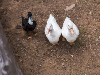 closeup of three goslings a black two white
