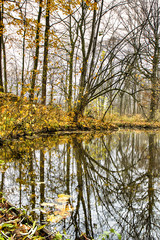 Water channel through forest in autumn