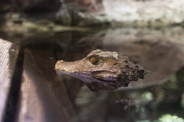 Closeup on alligator water surface with reflection 3