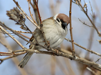 A Eurasian tree sparrow (Passer montanus) perched on a branch. Samara, Russia. Spring, March. 
