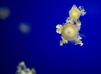 Closeup underwater jellyfish with blue background
