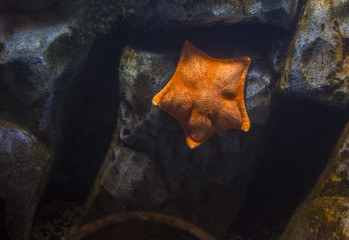 Closeup starfish underwater on rock with background