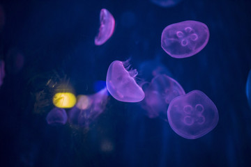 Fototapeta premium Closeup underwater of pink jellyfish with a blue background