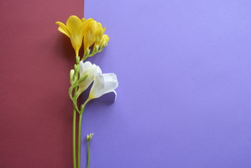 Three beautiful bright flowers on a two color background.