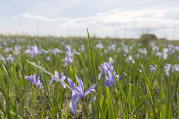 Many blue flowers of wild iris (Iris ruthenia) in East Kazakhstan