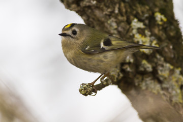 Wintergoldhähnchen (regulus regulus)