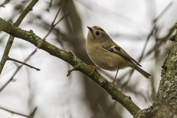 Wintergoldhähnchen (regulus regulus)