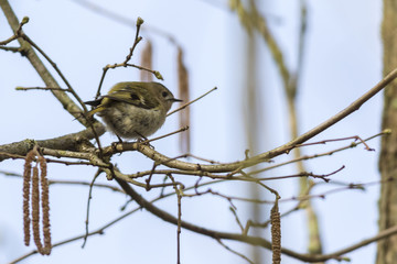 Fototapeta premium Sommergoldhähnchen (regulus ignicapillus)