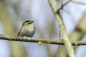 Sommergoldhähnchen (regulus ignicapillus)