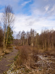 Winter forrest in marshland with locaclised pond water at Penrith, Cumbria, UK