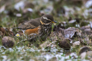 Rotdrossel (Tirdus iliacus)