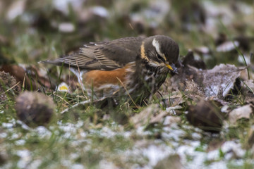 Rotdrossel (Tirdus iliacus)