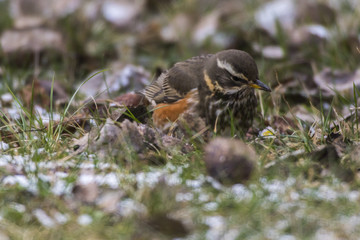 Rotdrossel (Tirdus iliacus)