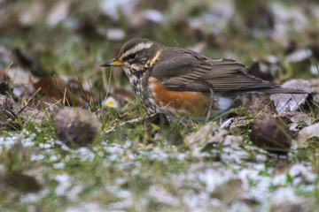 Rotdrossel (Tirdus iliacus)