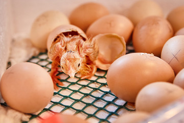 Newborn Yellow Chickens on a Poultry Farm in Incubator