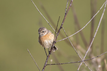 Schwarzkehlchen (Saxicola torquatus)