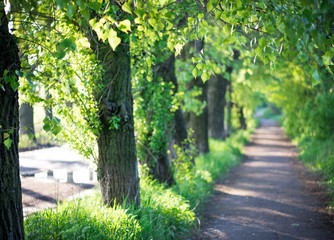 Obraz premium tree alley in summer
