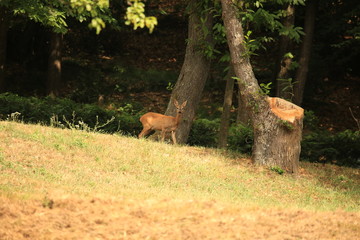 photo of wild fallow deer in the forest