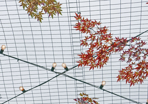 Mit Herbstblättern und Lichterketten dekoriertes Netz im Regen