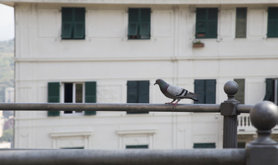 Fototapeta na wymiar Pigeon view on railing with background