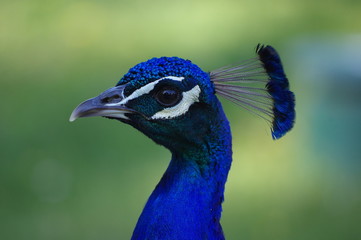 portrait d'un paon