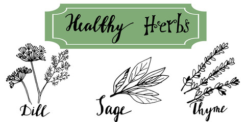 Herbs and medicinal plants collection. Vector hand drawn isolated objects on white