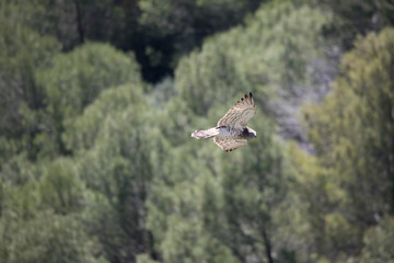 Bonelli's Eagle in flight in Casares, Spain on a sunny day in March