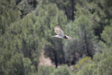 Bonelli's Eagle in flight in Casares, Spain on a sunny day in March