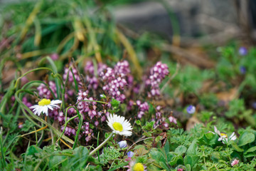 Grass close-up in green lawn, blured background, fresh texture