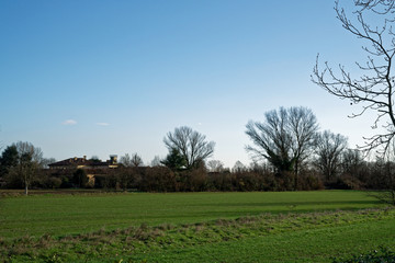 Trees and trees trunk in the field in sunny spring day, nature background