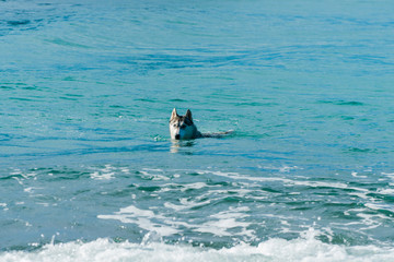 dog siberian hasky. dog swimming in the sea