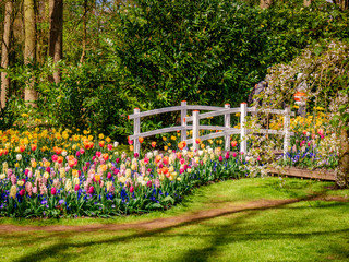 spring landscape. landscape with flowers on a meadow