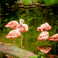 Fototapeta na wymiar Group of flamingo standing in water
