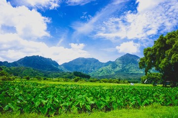 Fototapeta na wymiar bright green field in hawaii