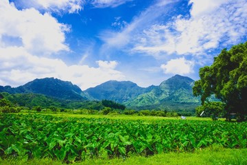 bright green field in hawaii