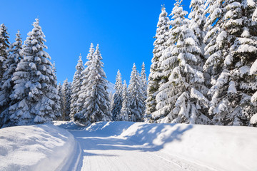 Spruce trees on snowy road to Morskie Oko lake in winter season, Tatra Mountains, Poland