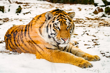 Fototapeta premium Portrait of the Tiger in winter