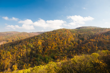 Colorful trees in the fall forest