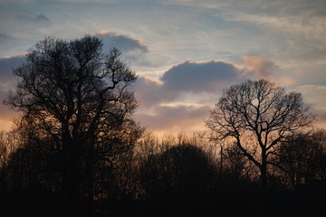 Fototapeta na wymiar Trees against the backdrop of the setting sun .