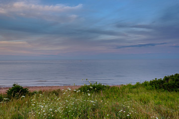 Wildflowers grow along the beach line near the red sands and the waters of the Gulf of St Lawrence