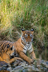 A tigress with her cub, Ranthambore National Park