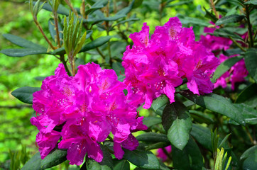 Малиново-фиолетовые цветы азалии. 