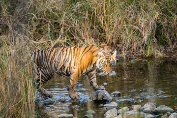 Plakat A confident tiger cub, Ranthambore National Park