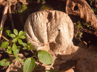 close up old decaying rotting puffball mushroom macro detail