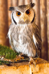 Pygmy owl,Glaucidium brodiei 1year old isolate on background, technical cost-up.