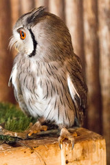 Pygmy owl,Glaucidium brodiei 1year old isolate on background, technical cost-up.