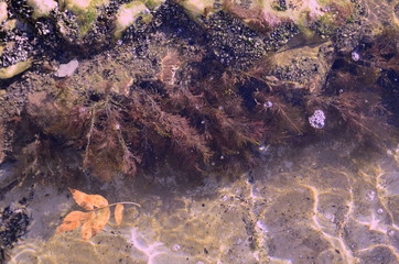 Black Sea. Shallow water with algae, rocks on the bottom. Sun glare on the water