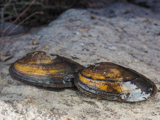 Closeup of freshwater swan mussel on dry land